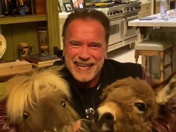 Arnold Schwarzenegger Main Bareng Kuda Poni (Twitter)