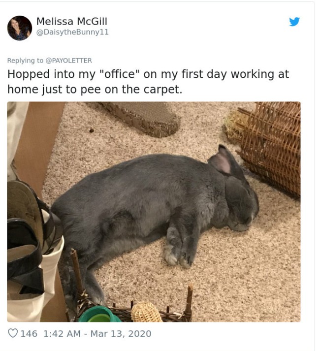 Selama bekerja dari rumah, konsentrasi pemilik hewan peliharaan tampaknya akan terbagi, untuk pekerjaan dan untuk bersih-bersih saat si manis buang air. Foto: Twitter