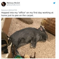 Selama bekerja dari rumah, konsentrasi pemilik hewan peliharaan tampaknya akan terbagi, untuk pekerjaan dan untuk bersih-bersih saat si manis buang air. Foto: Twitter