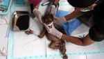 Potret Orangutan yang Berjuang Untuk Hidup