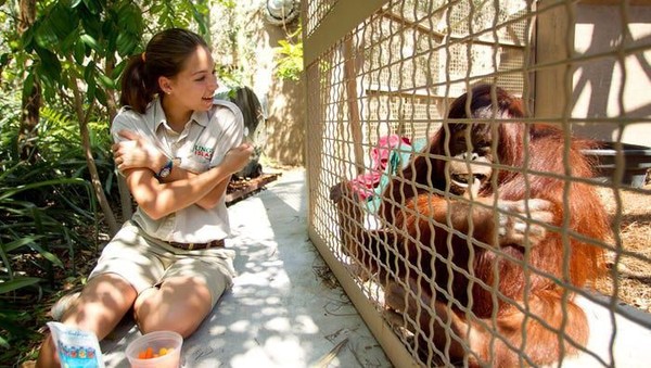 Sebagai hewan yang dikatakan cerdas, orang utan juga bisa diajari bahasa isyarat, seperti orangutan di Jungle Island, Miami. (Getty Images) Sebagai hewan yang dikatakan cerdas, orang utan juga bisa diajari bahasa isyarat, seperti orangutan di Jungle Island, Miami. (Getty Images)