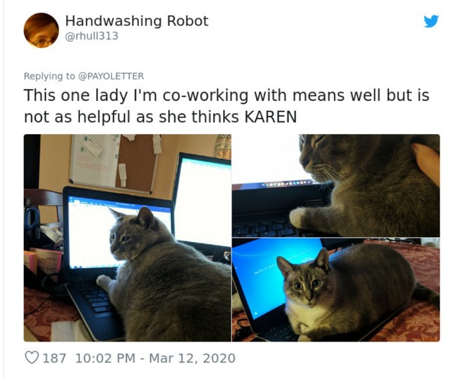 Wanita yang bekerja bersamaku ini mungkin niatnya baik tapi dia tidak membantu seperti dia pikirkan, tulis pemilik kucing menggemaskan ini. Foto: Twitter