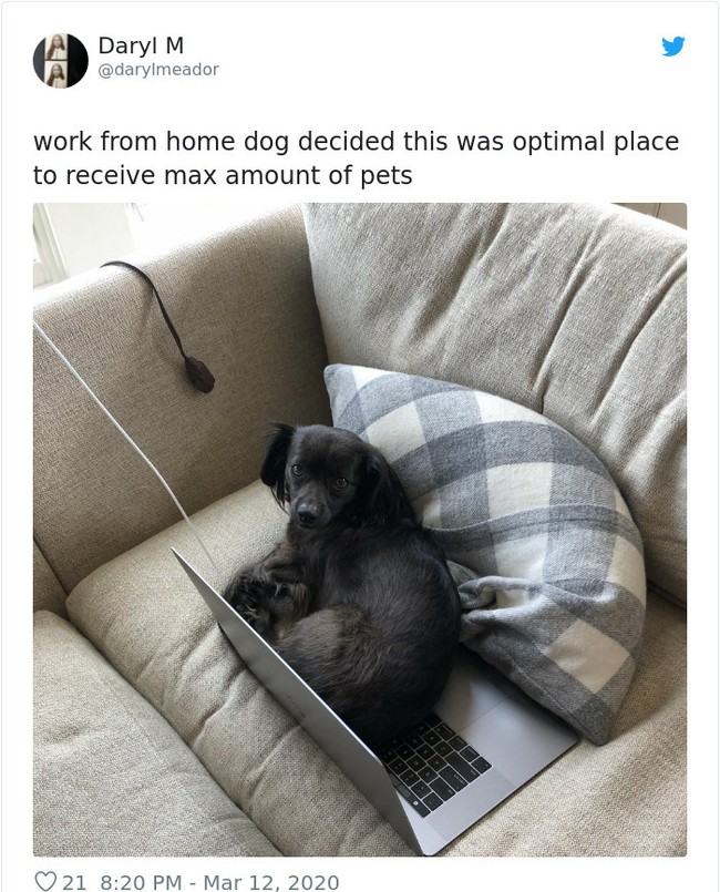 Laptop dan komputer dianggap sebagai benda yang sangat menarik bagi kucing dan anjing. Tak heran jika mereka tampak selalu ingin menguasai. Foto: Twitter