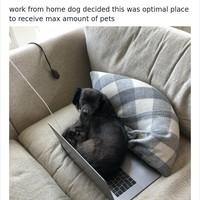 Laptop dan komputer dianggap sebagai benda yang sangat menarik bagi kucing dan anjing. Tak heran jika mereka tampak selalu ingin menguasai. Foto: Twitter