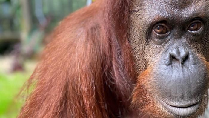 Orang Utan