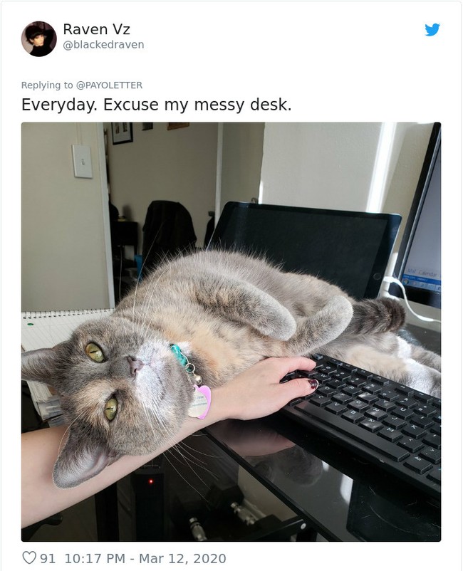 Tampaknya hewan-hewan peliharaan, terutama kucing mengira bahwa work from home adalah momen untuk bermanja dengan majikan. Foto: Twitter