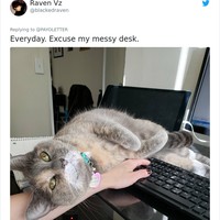 Tampaknya hewan-hewan peliharaan, terutama kucing mengira bahwa work from home adalah momen untuk bermanja dengan majikan. Foto: Twitter