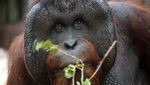 Potret Orangutan yang Berjuang Untuk Hidup