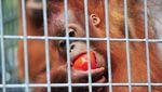 Potret Orangutan yang Berjuang Untuk Hidup