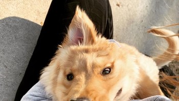 Saat kupingnya tegak seperti ini, makin jelaslah kalau Rae seperti memiliki tanduk di kepalanya bagaikan unicorn (@goldenunicornrae/Instagram)