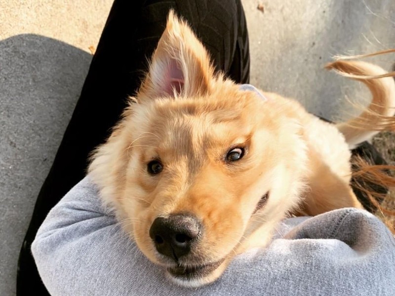 Anjing Unicorn Aneh Tapi Nyata