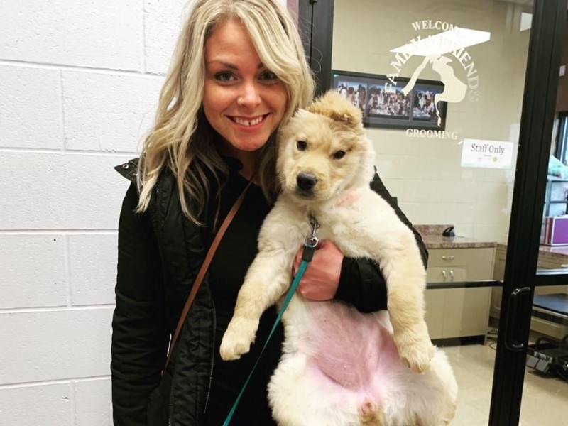 Anjing Unicorn Aneh Tapi Nyata