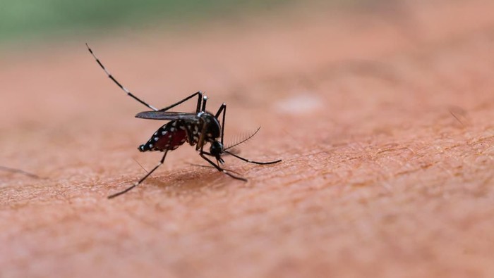 demam berdarah-Aedes aegypti