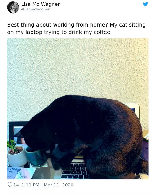 Kamu yang juga diganggu hewan peliharaan di rumah saat WFH selama virus Corona jadi pandemi disarankan untuk bersabar saja. Foto: Twitter