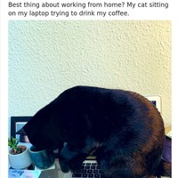 Kamu yang juga diganggu hewan peliharaan di rumah saat WFH selama virus Corona jadi pandemi disarankan untuk bersabar saja. Foto: Twitter