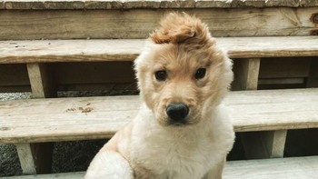 Seiring Rae tumbuh, kupingnya pelan-pelan bergeser ke atas kepalanya. Jadilah dia memiliki unicorn yang merupakan kupingnya yang aneh itu. (@goldenunicornrae/Instagram)