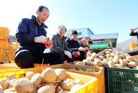 Diterpa Virus Corona, Petani Korsel Sukses Jual Kentang Online