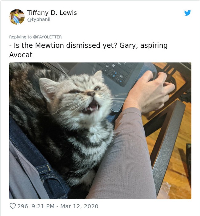 Kucing memang kadang tidak mengenal personal space, termasuk saat kita sedang kerja. Untung mereka adalah makhluk yang menggemaskan. Foto: Twitter