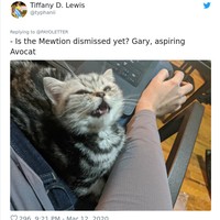 Kucing memang kadang tidak mengenal personal space, termasuk saat kita sedang kerja. Untung mereka adalah makhluk yang menggemaskan. Foto: Twitter