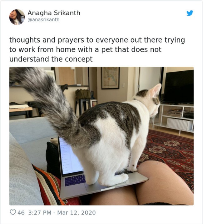 WFH atau work from home diberlakukan sebagai cara social distancing measure untuk mencegah penyebaran virus Corona. Pekerja ini pun berdoa agar pemilik peliharaan tidak terganggu mereka yang kurang mengerti konsep WFH. Foto: Twitter.