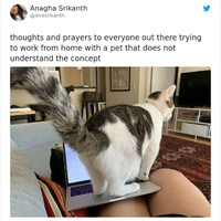 WFH atau work from home diberlakukan sebagai cara social distancing measure untuk mencegah penyebaran virus Corona. Pekerja ini pun berdoa agar pemilik peliharaan tidak terganggu mereka yang kurang mengerti konsep WFH. Foto: Twitter.