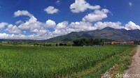Gunung Guntur merupakan satu dari beberapa gunung yang mengelilingi Kabupaten Garut. Gunung ini berstatus gunung berapi aktif. (Hakim Ghani/detikcom)