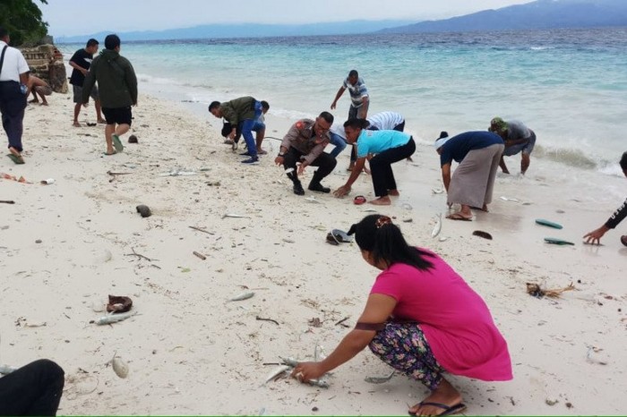 Fenomena ikan-ikan hidup yang terdampar di kawasan pantai Maluku Tengah, Provinsi Maluku. (ANTARA/HO-KKP)