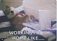 meme wfh