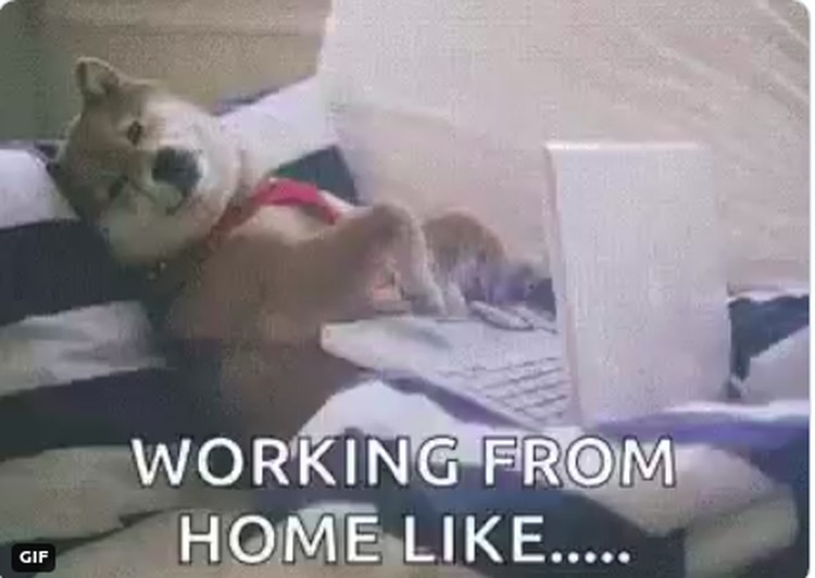 meme wfh