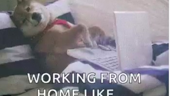 Kerja di rumah bisa sambil rebahan. (Foto: Twitter)