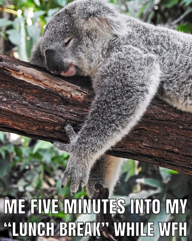 Risiko work from home setelah makan siang membuat mata mengantuk, dan inginnya tidur saja. Foto: meme work from home