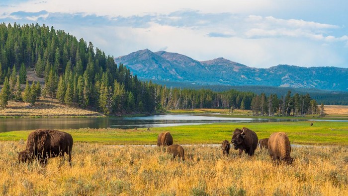 Buffalos grazing at Hayden Valley, Yellowstone, National Park, Wyoming, USA