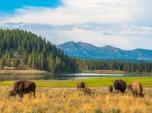Turis Terbodoh Tahun Ini: Celupkan Tangan ke Kolam Mendidih di Yellowstone