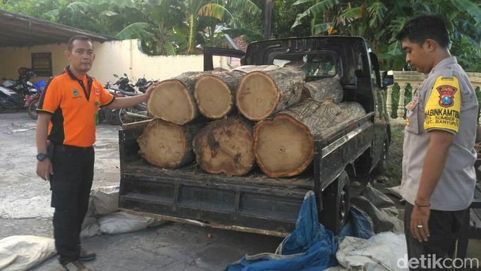 illegal logging di Situbondo