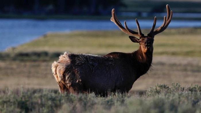 Taman Nasional Yellowstone, Amerika Serikat