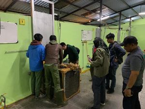 4 Simba yang Diselundupkan di Riau Diserahkan ke Taman Safari Bogor