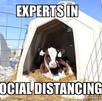 Ada beberapa yang ahli dalam melakukan social distancing. Bagi introvert social distancing bukanlah menjadi masalah. Foto: Istimewa