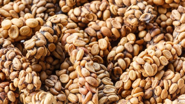 Kopi Luwak Palsu hingga Makanan Tak Diminati Saat Panic Buying