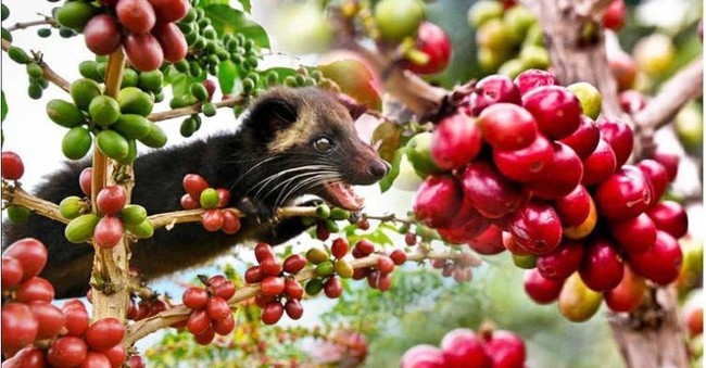 Kopi Luwak Palsu hingga Makanan Tak Diminati Saat Panic Buying