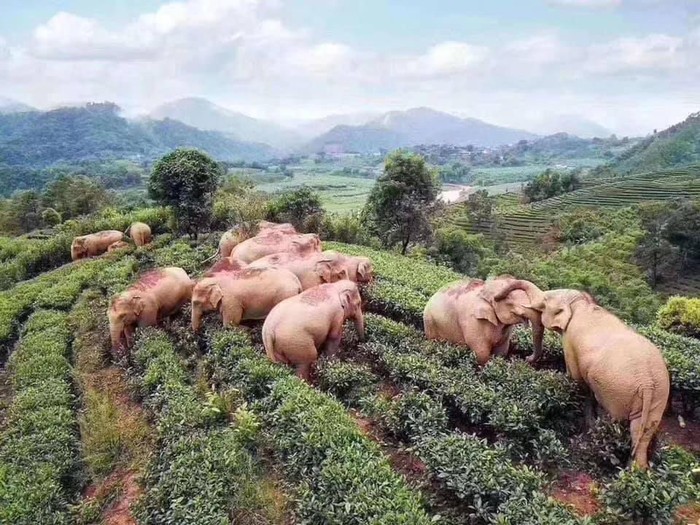 gajah mabuk di yunan