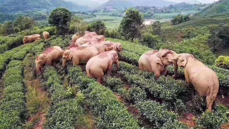 gajah mabuk di yunan gajah mabuk di yunan