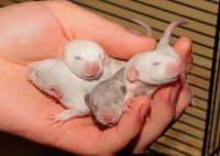 Rasis! Pria Ini Pesan Bayi Tikus ke Pelayan Restoran dari China