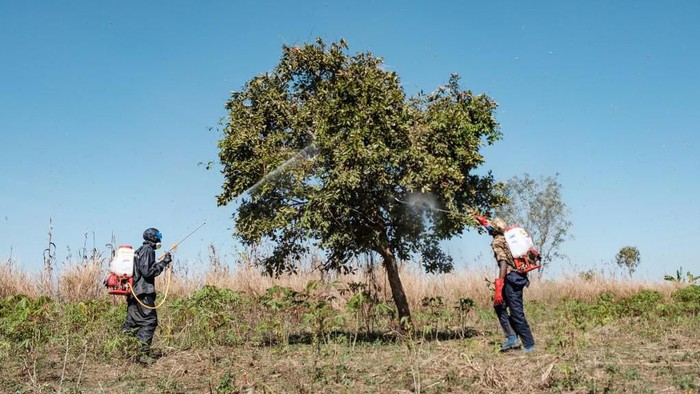 Soldiers of the Uganda Peoples Defence Forces (UPDF) spray trees where the  locust swarms will land with insecticides, with the hopes of killing the locusts, in Otuke on February 17, 2020. - Locust swarms have slowly been arriving into northern Uganda from neighbouring Kenya, threatening the livelihoods of local farmers and cattle herders. Government forces have been mapping out the swarms and spraying them with insecticides, however the real worry will be if these swarms lay eggs that will eventually hatch and spread. (Photo by SUMY SADURNI / AFP)