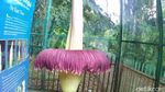 Bunga Bangkai Raksasa Kebun Raya Cibodas Mekar
