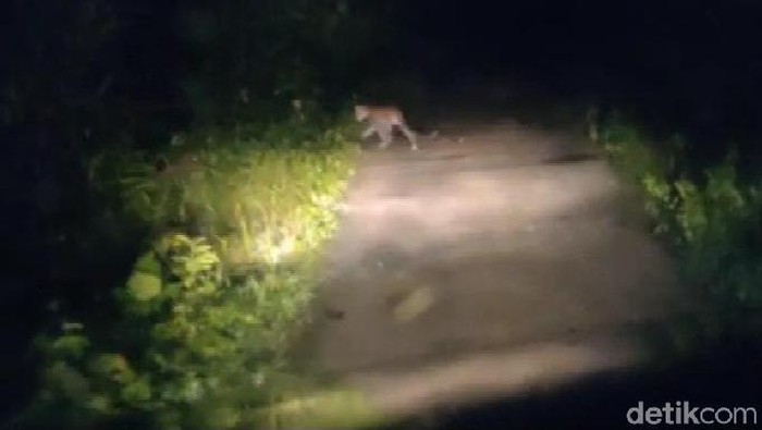 Macan tutul di pangandaran
