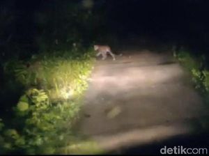 Heboh Macan Tutul di Pangandaran, Seekor Lutung Ditemukan Tewas Tercabik