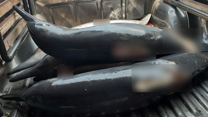 Polisi Tulungagung Bongkar Praktik Perdagangan Lumba-lumba