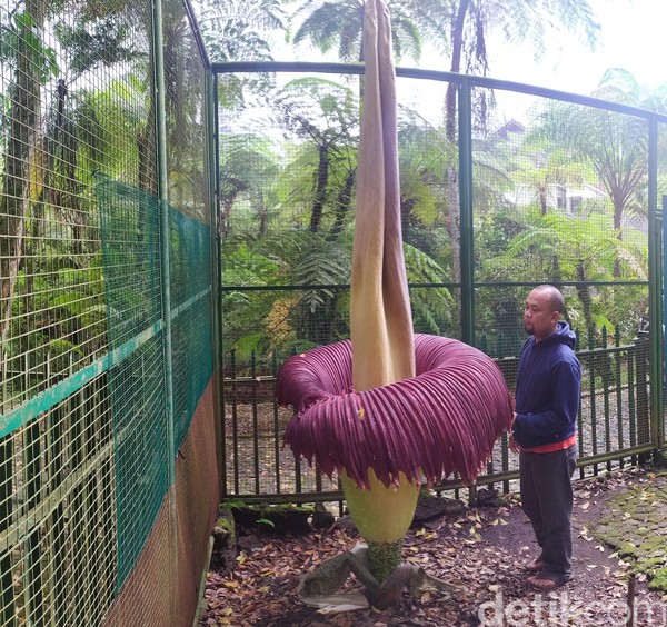  Bunga Bangkai Raksasa Kebun Raya Cibodas Mekar Foto 2