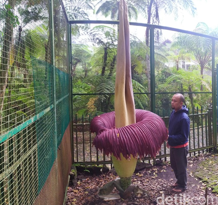Bunga Bangkai di Kebun Raya Cibodas