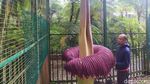Bunga Bangkai Raksasa Kebun Raya Cibodas Mekar